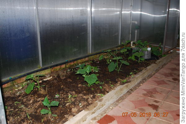 Огурцы только высадил.