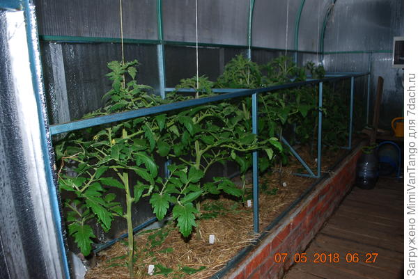 Томаты уже цветут.