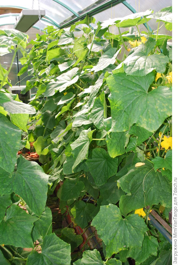 Огурцы тоже нормально,правда упустил...подзаросли.