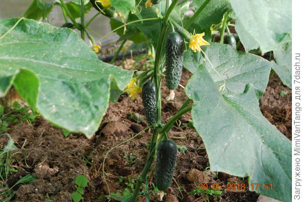 Эти не первые...первые жена почикала...