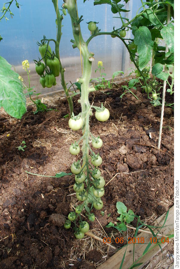 Скоро созреют.Хотя посеяны были немного раньше Лирики.