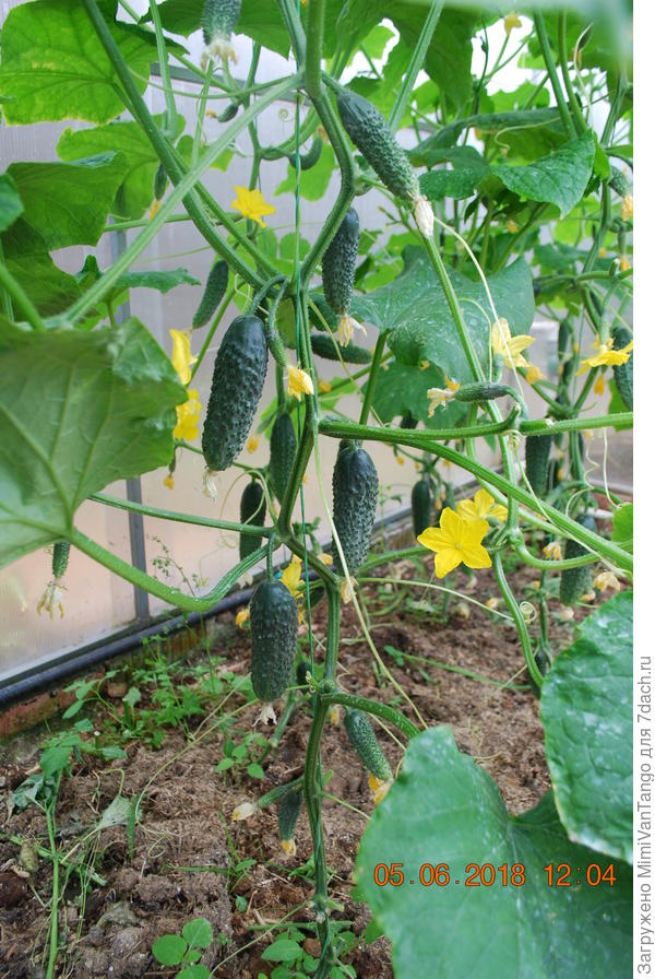 Вот и огурчики вполне съедобные.