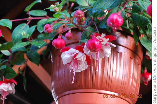 Такая будет.