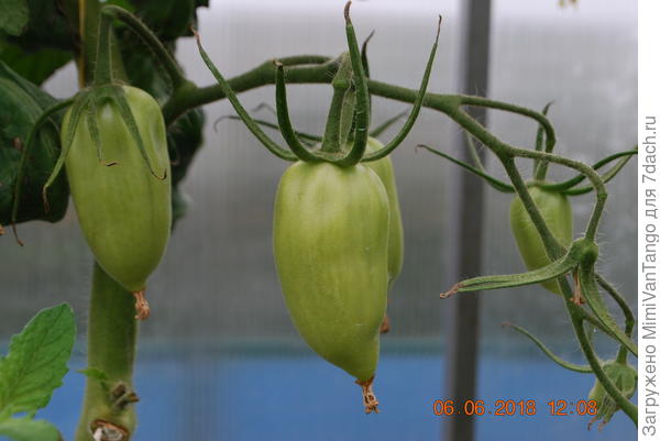 Есть такой формы.