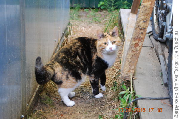 На запах пришла кошка соседки,Мурка...тоже перекусила.