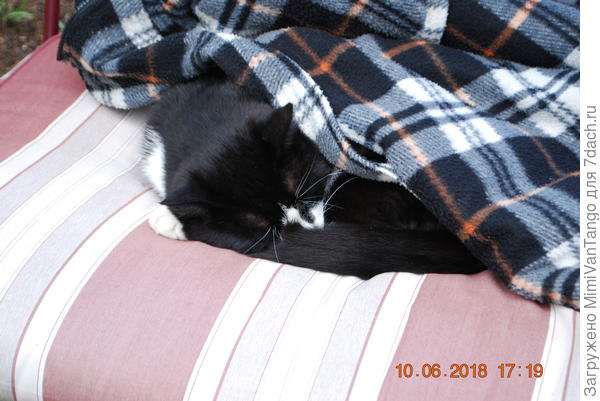 Баксик тоже не удержался и отведал сырого шашлычка...после чего его сморило.