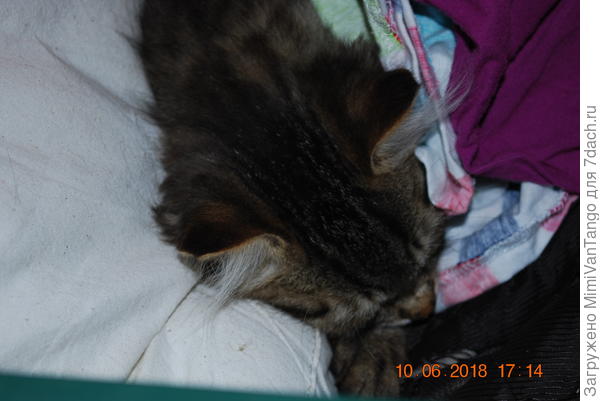 Мой младенец не дождался когда мясо пожарится и выпросил несколько кусочков сырого...после чего его разморило и он уснул на соседнем стуле...пришлось его накрыть...