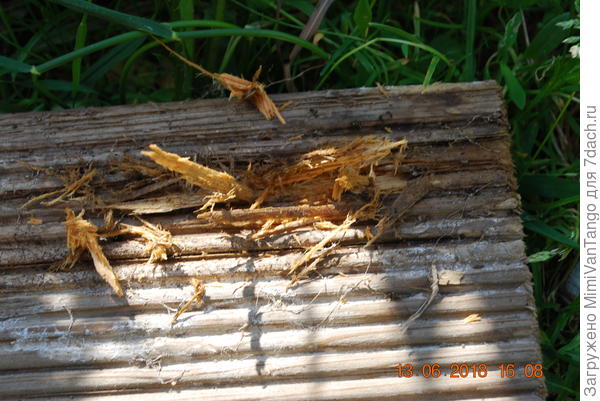Это только на первый взгляд древесина цела,но стоило мне немного ковырнуть гвоздём и ... уже труха.Нет разницы и это всего два года обрезок пролежал на земле.