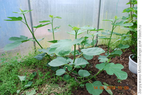 Инжир поздно проснулся,в конце мая.