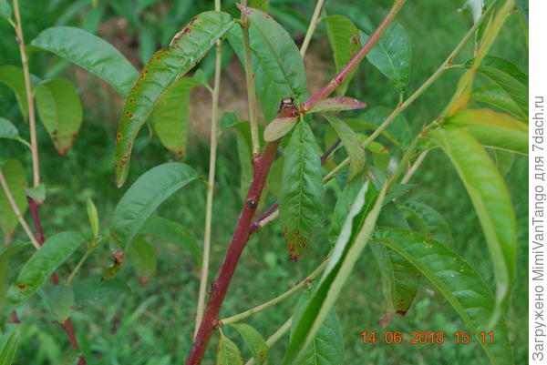 Чем приболел?И чем обработать?