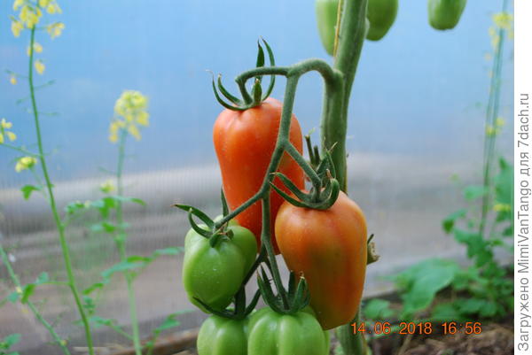 Скоро отведаем.Хоть как и всегда много ошибок наделал,но урожай будет.Самое главное для нашего климата-ранний!