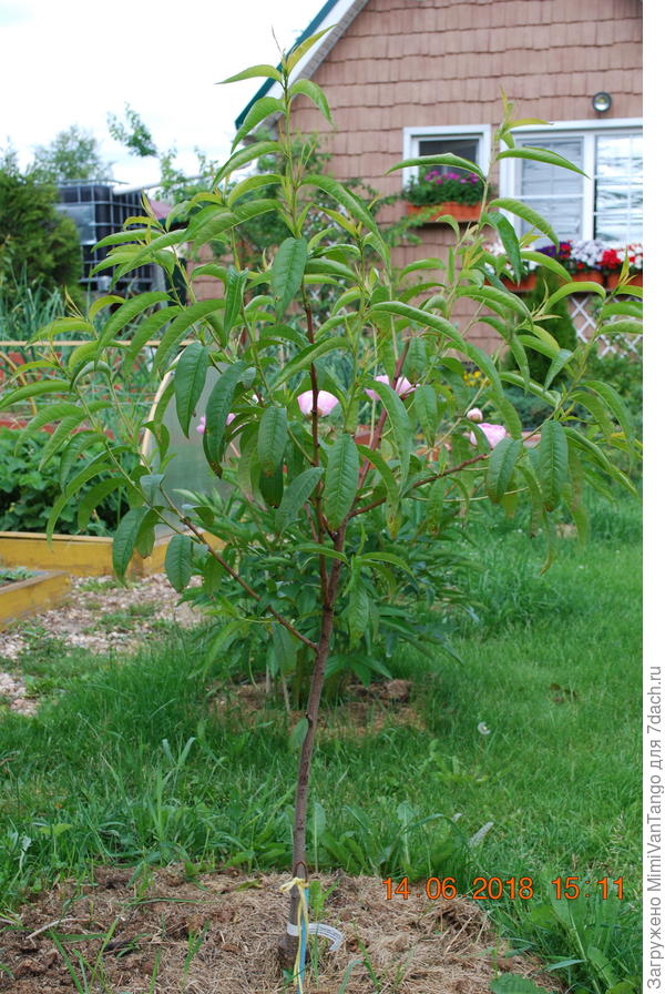 Персик после зимы.