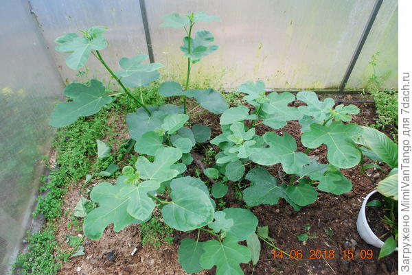 Инжир сегодня