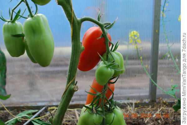 Царское искушение уже на подходе.