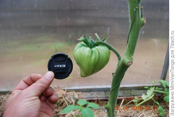 5 июня уже вот такой был.Завязался наверное в двадцатых числа мая.