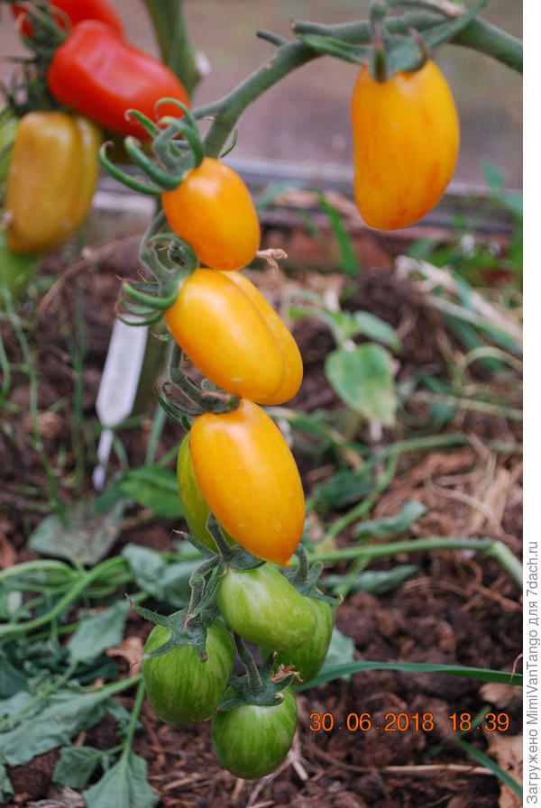 Коти тоже созрели,но я их пока не попробовал...гости проредили...