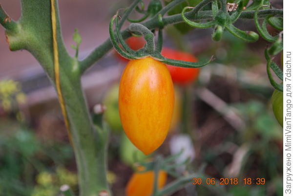 Но плоды выглядят очень аппетитно...