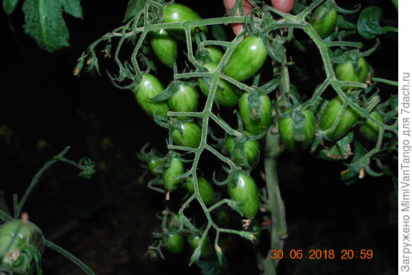 А это в жару (выше 37 С)