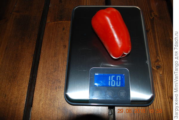 Царское Искушение самый крупный пока 160 г.Думаю что вполне прилично для такого гибрида...