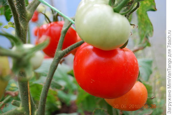 Но гости не удержались...оставили только не зрелые...слопали основной урожай...даже не сфоткал...