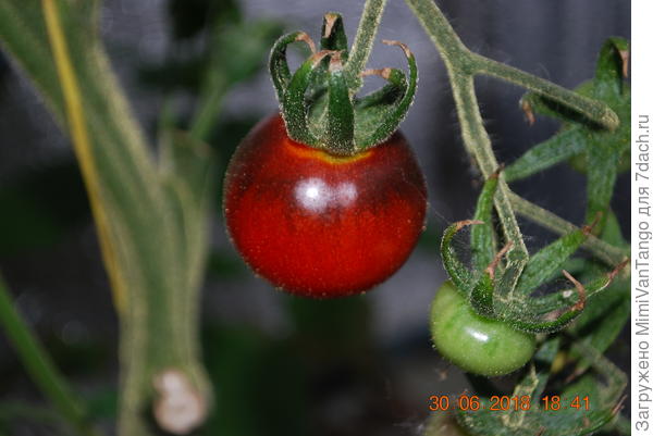 Это другой.На подходе ещё несколько сортов,но так же пока рано делать выводы...