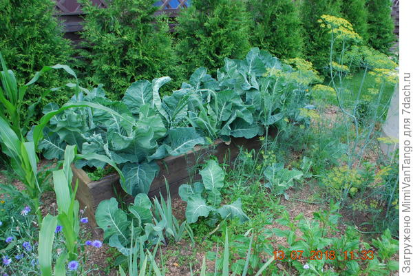 Полив и уход одинаковый и место одно.