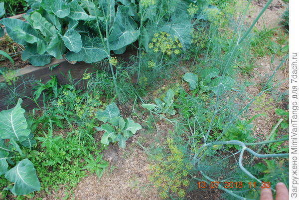 Капуста в грунте.