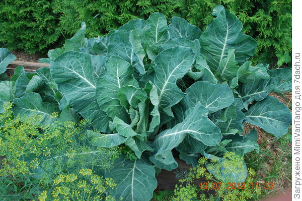 Капуста в грядке.