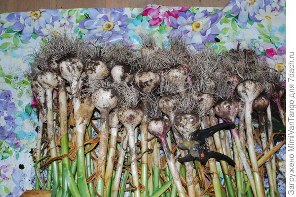 Всё это выращено по принципу природного земледелия и без применения химии.