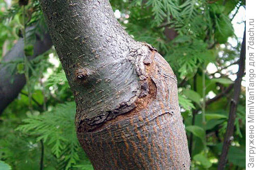 Вот так выглядит несовместимость.