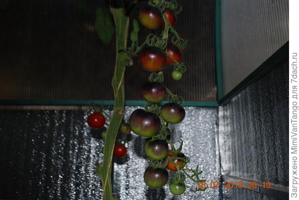 Голубой лес.