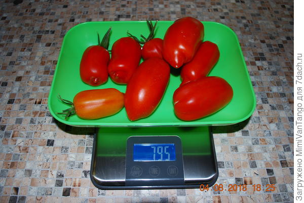 Сбор с куста №2. 795 г.