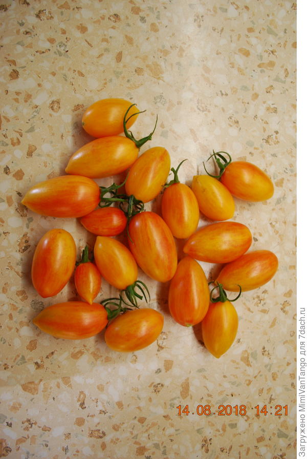 Всего 18 плодиков.