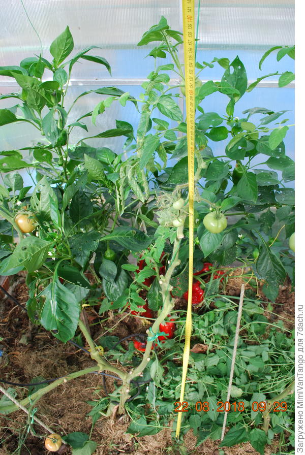 Высота куста 140 см.