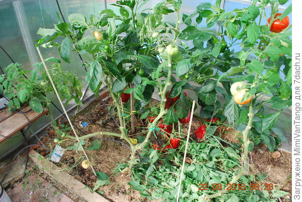 Урожай собрал.