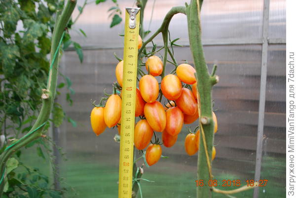 На самом деле кисть гораздо крупнее чем кажется на фото.