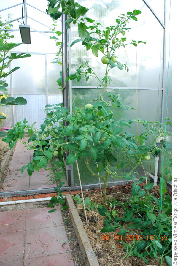 После снятия плодов.