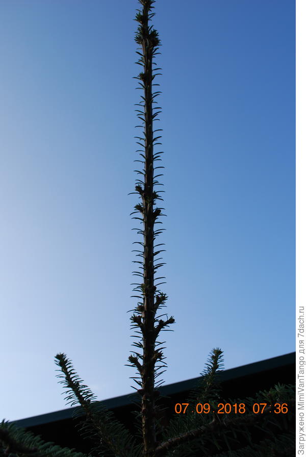 Каждый год гонит прирост.