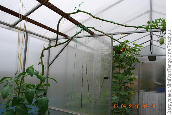 Плоды снял.