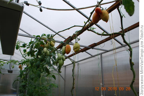 Плоды снял.