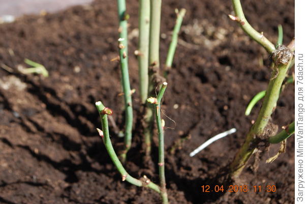 Почки проснулись,но укрытие можно пока оставить.