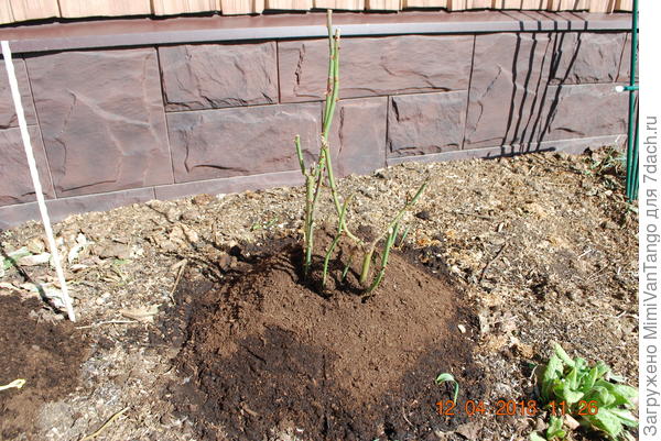 Кусты после зимы.