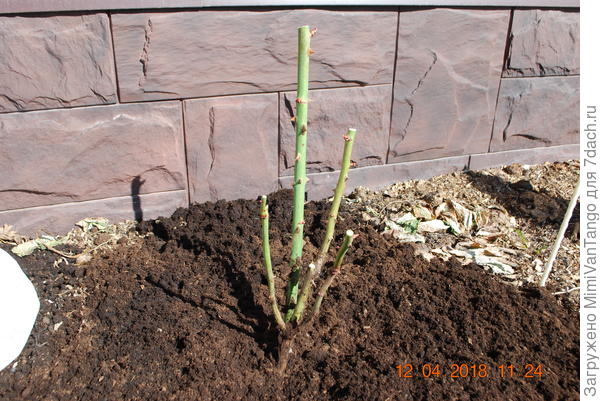 Как видно,перезимовали хорошо.