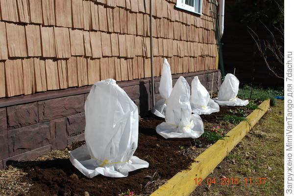 Вот так оставляю ещё на несколько недель.