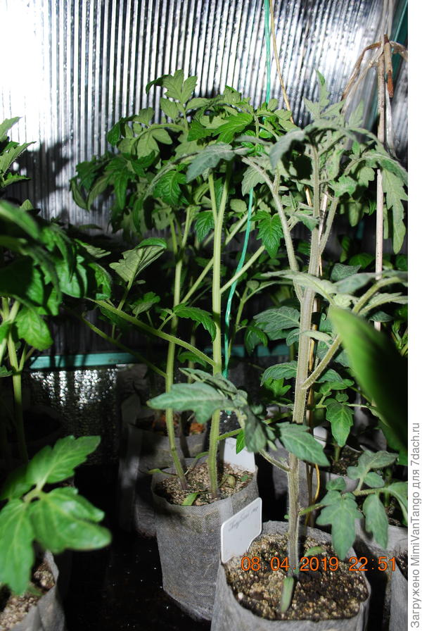 сфоткал...высота сантиметров сорок...