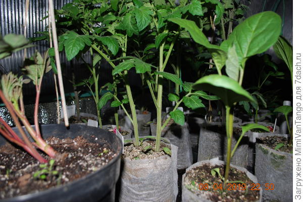 Не поленился,