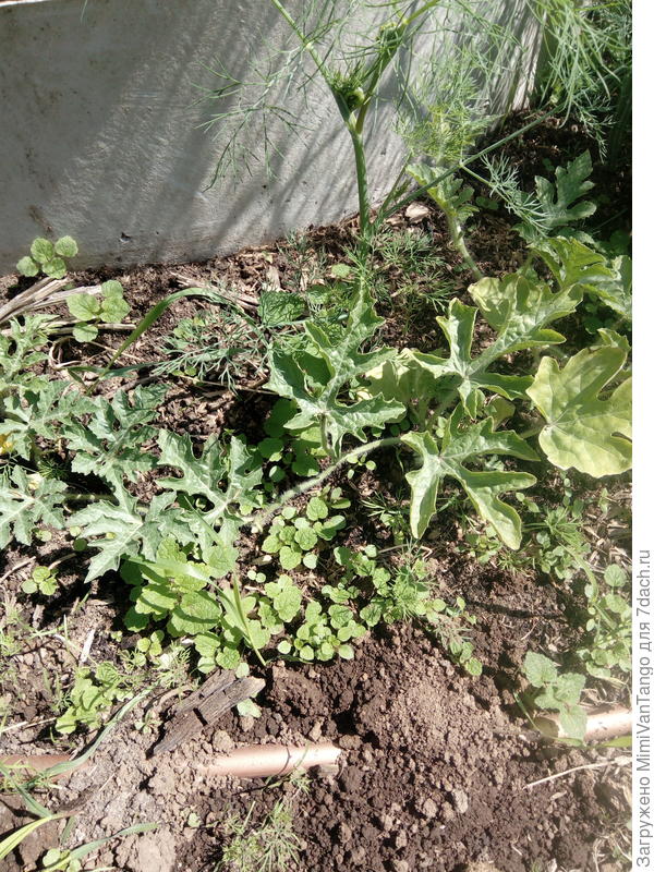 Те же арбузы в открытом грунте.