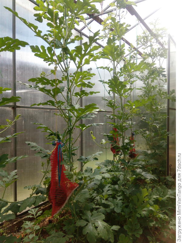 Арбузы в теплице.