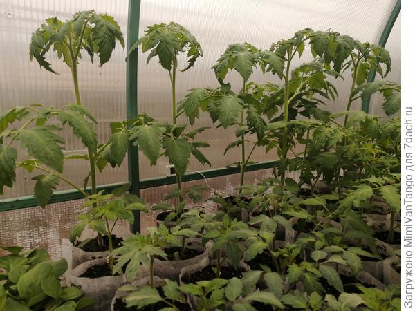 Черри от Партнёра, та что повыше.