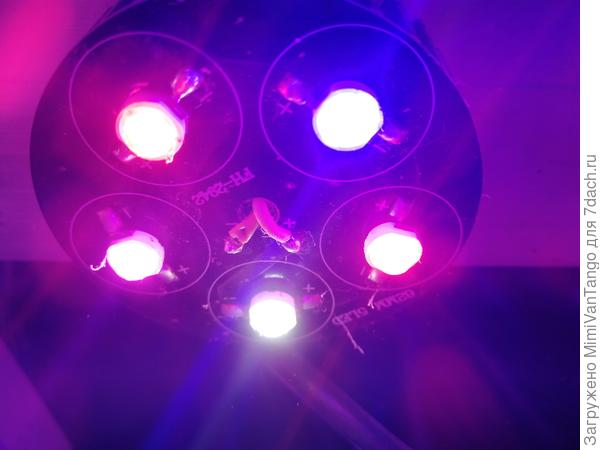 Под этими растут хорошо, 1 синий, 2 красных,белых два 3500 и 8000 Кельвин.